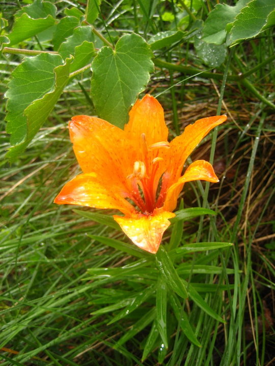 but the wet climb also means great vegetation